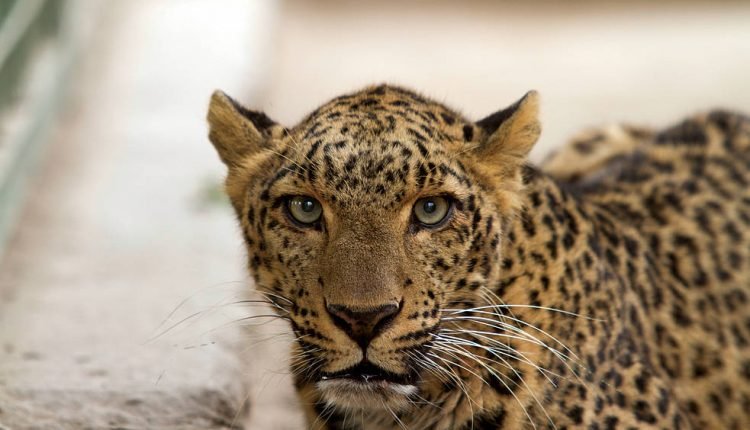 Leopard